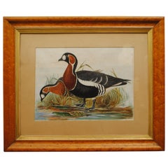 Watercolor of a Pair of Red Breasted Geese
