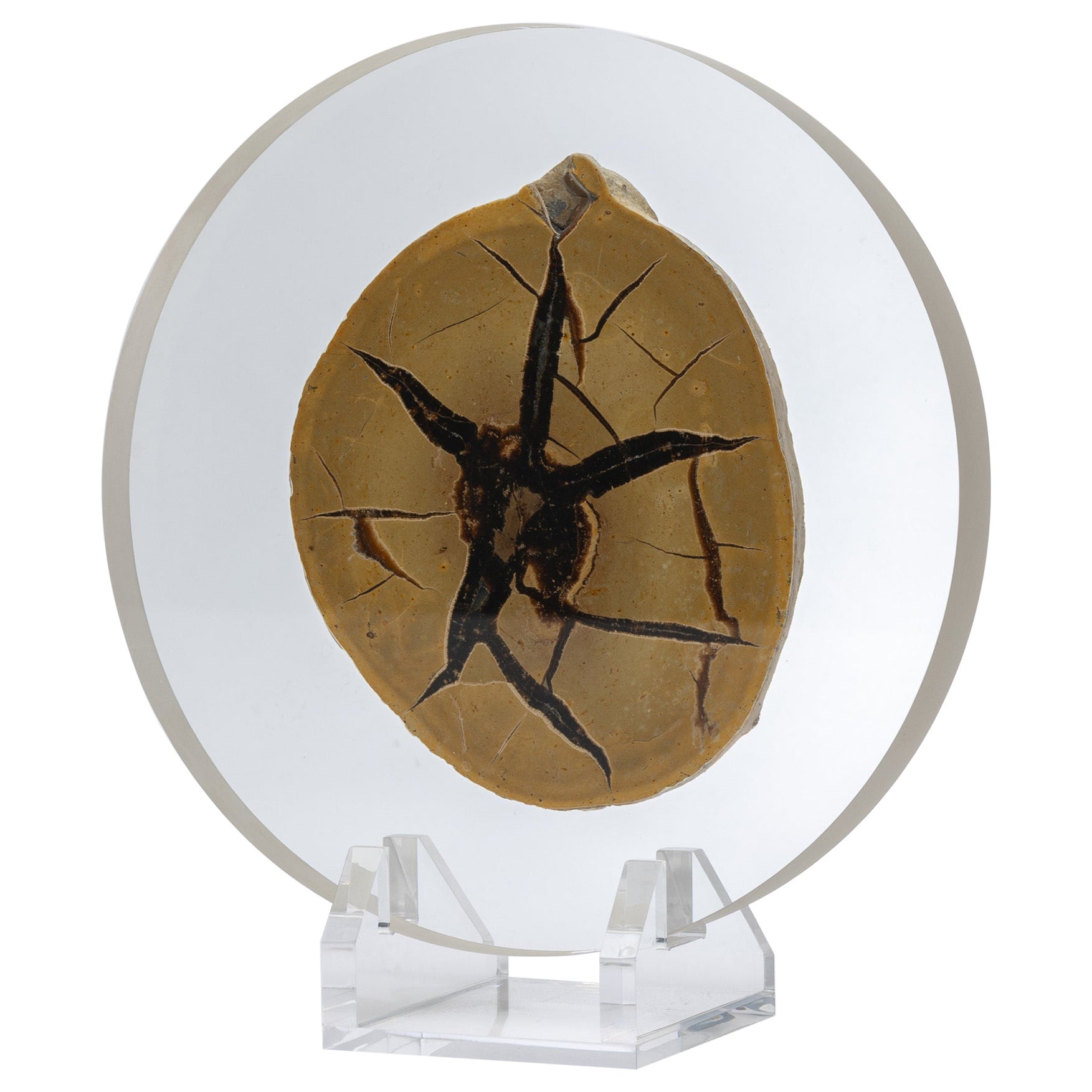 Madagascar Septarian Calcite half nodule mounted on a custom acrylic base For Sale
