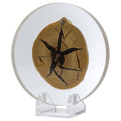 Metal Mounted Objects