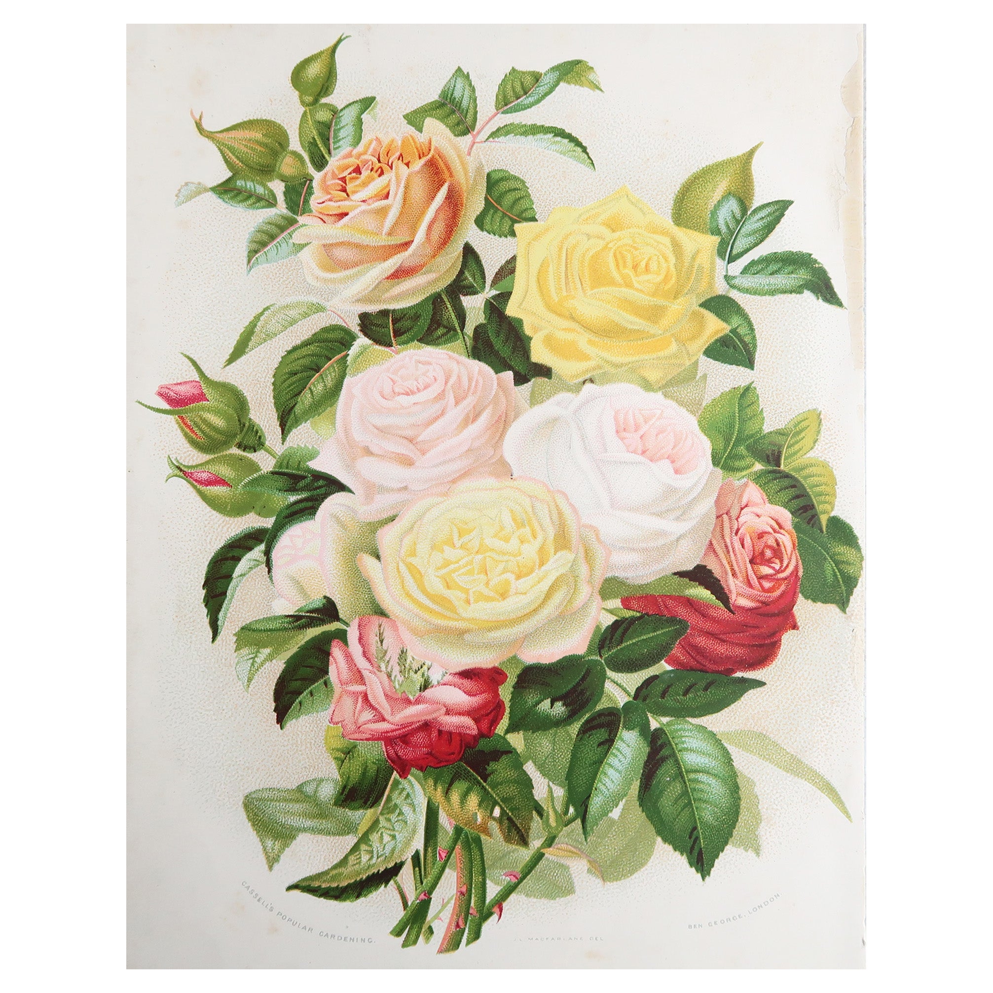 Original Antiker botanischer Druck – Rosen. Nach Macfarlane, um 1880 im Angebot