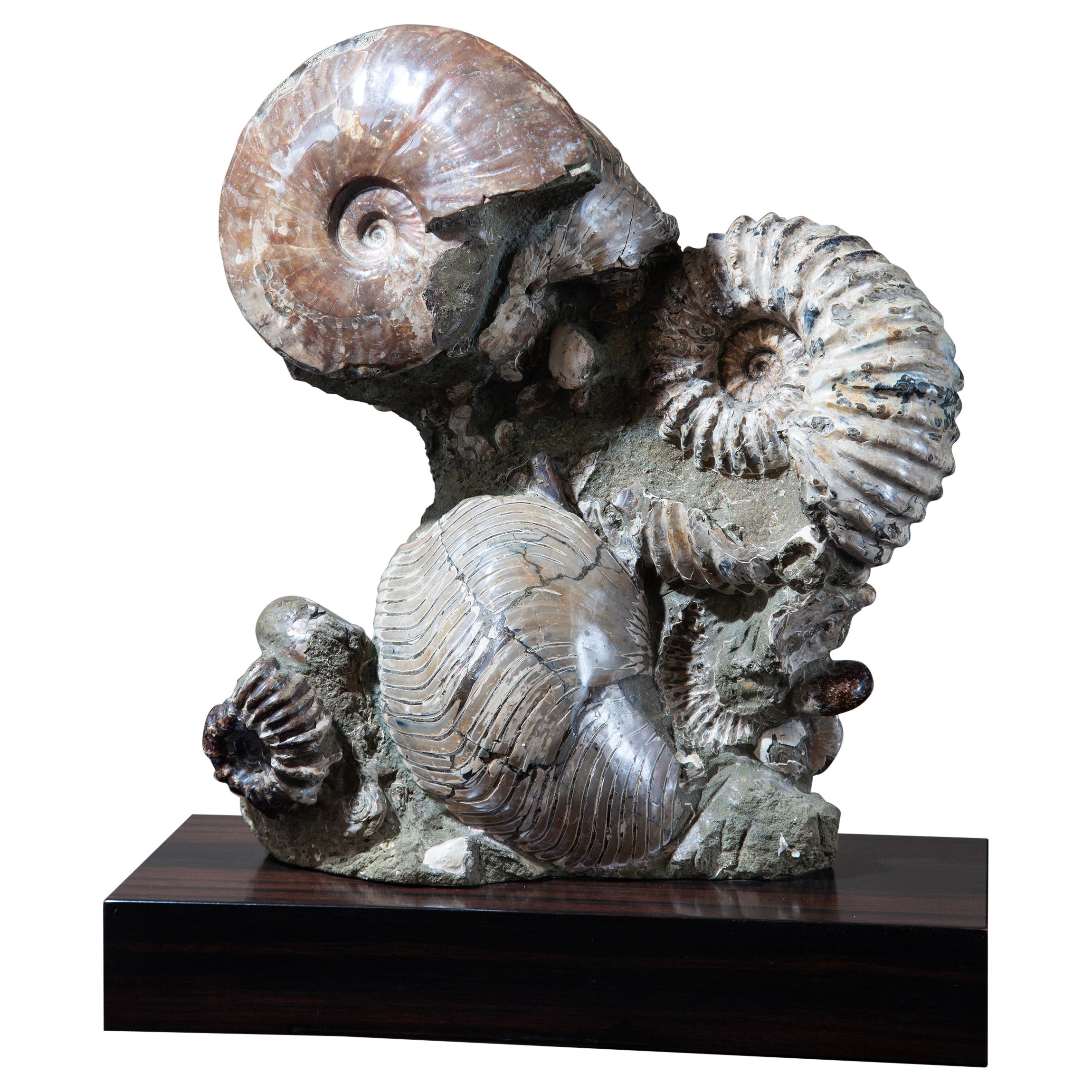 Rare Fossil Ammonite Cluster from Madagascar in vendita
