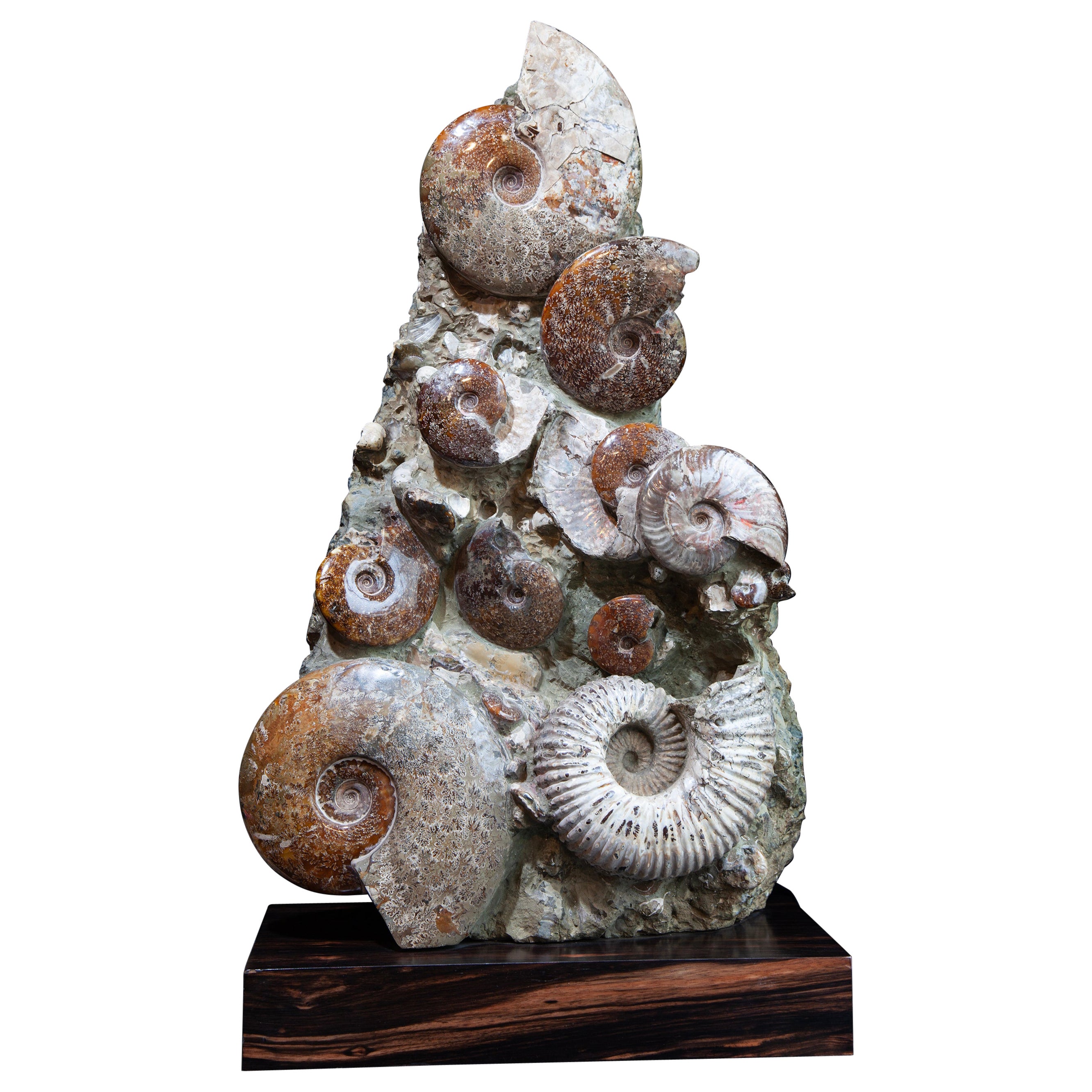 Giant Ammonite Cluster from Madagascar