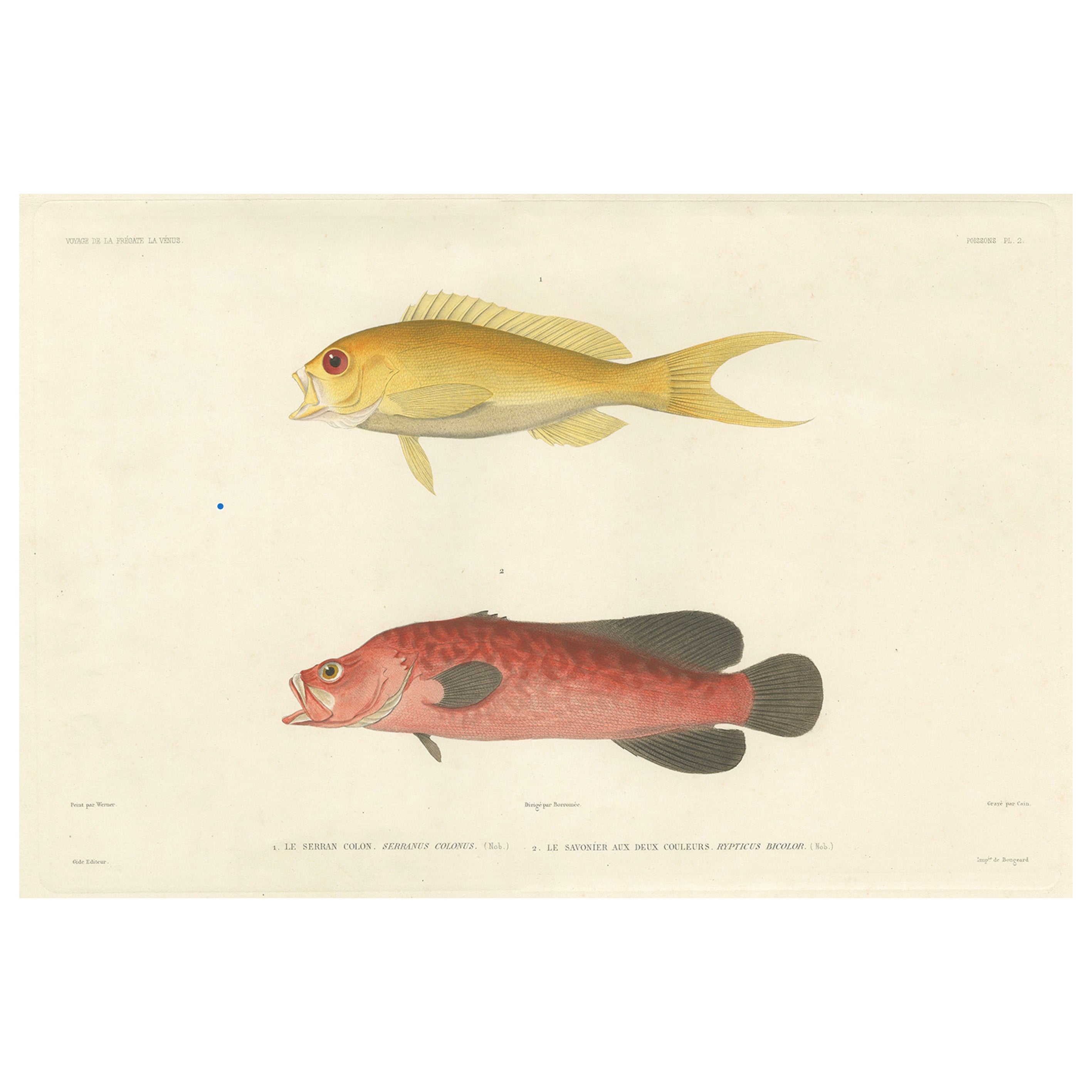 Vintage Fish Illustration – Sea Bass and Mottled Soapfish, Paris 1846