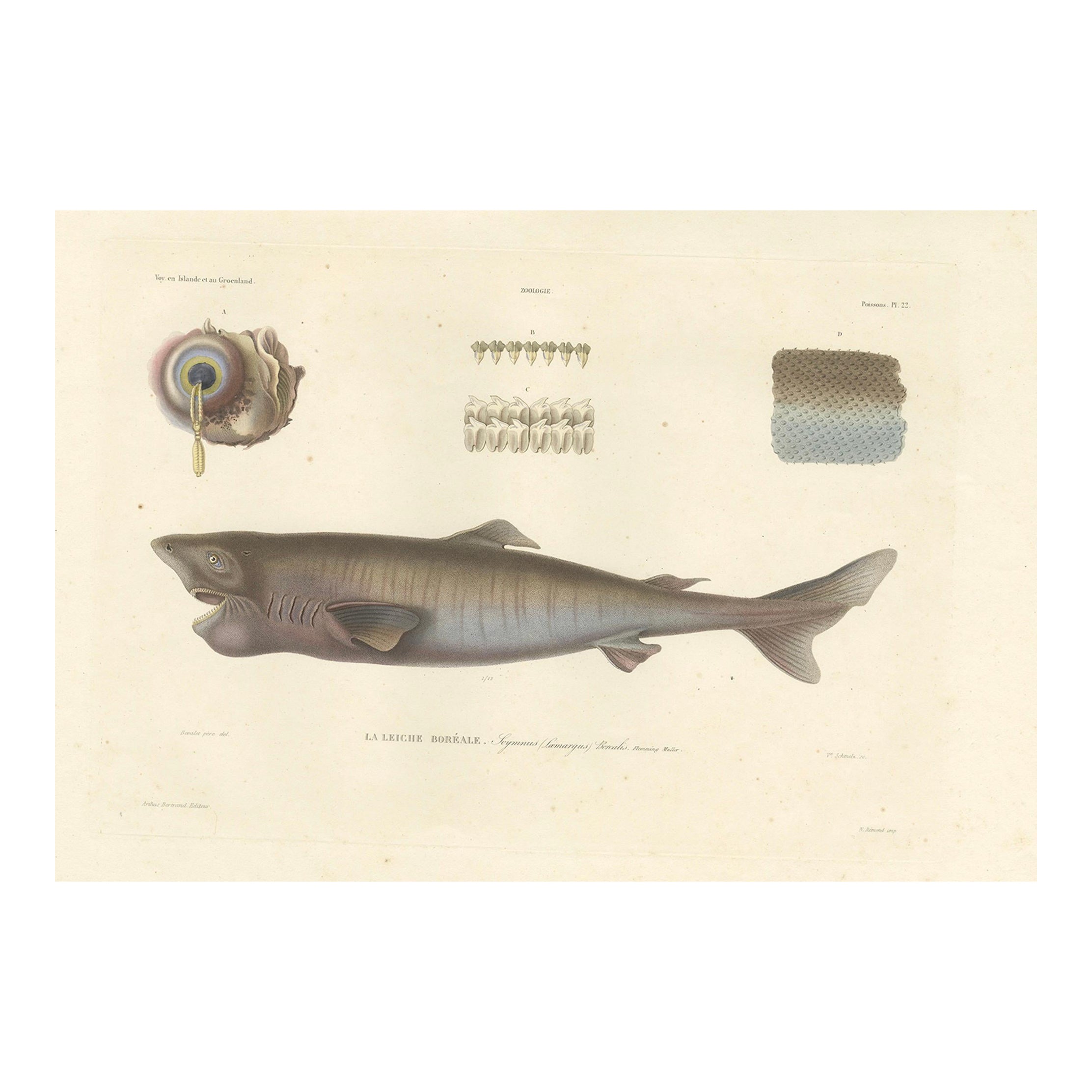 Antique Print of Greenland Shark with Detail Views – Paris, circa 1845