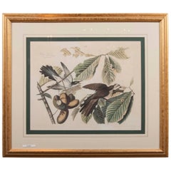 Impression Audubon du Cuckoo à billets jaunes