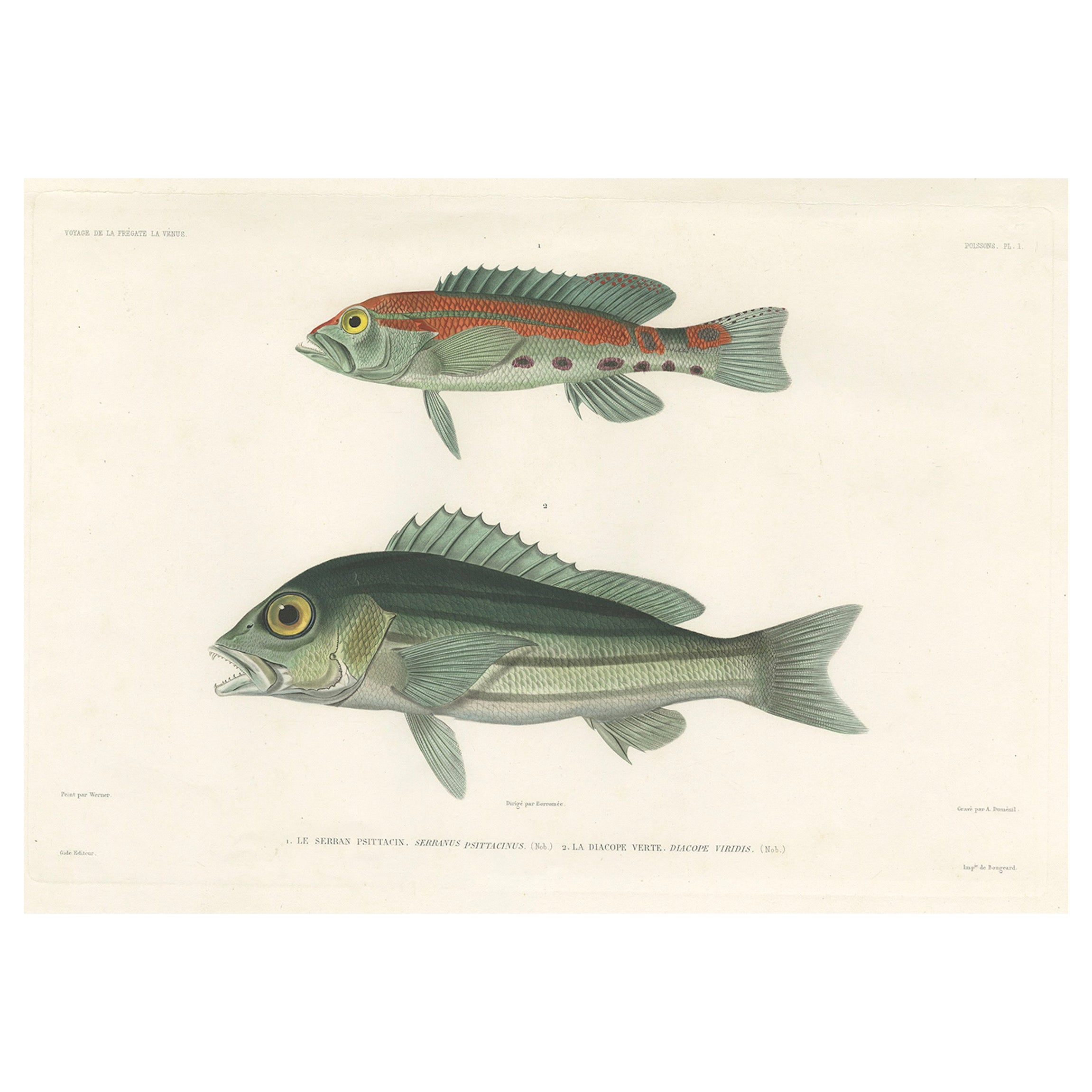 Tropical Fish Engraving – Parrot Hind and Diacope, Paris 1846 For Sale