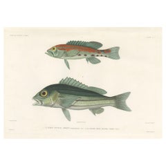 Antique Tropical Fish Engraving – Parrot Hind and Diacope, Paris 1846