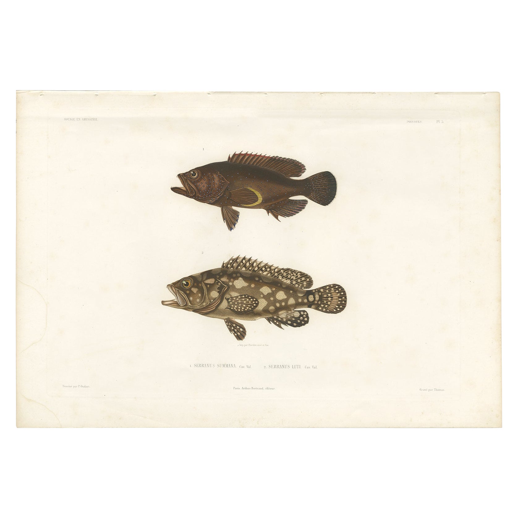 Antique Print of Spotted Groupers – Serranus Summana and Serranus Lutti, 1840s For Sale