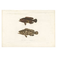 Antique Print of Spotted Groupers – Serranus Summana and Serranus Lutti, 1840s