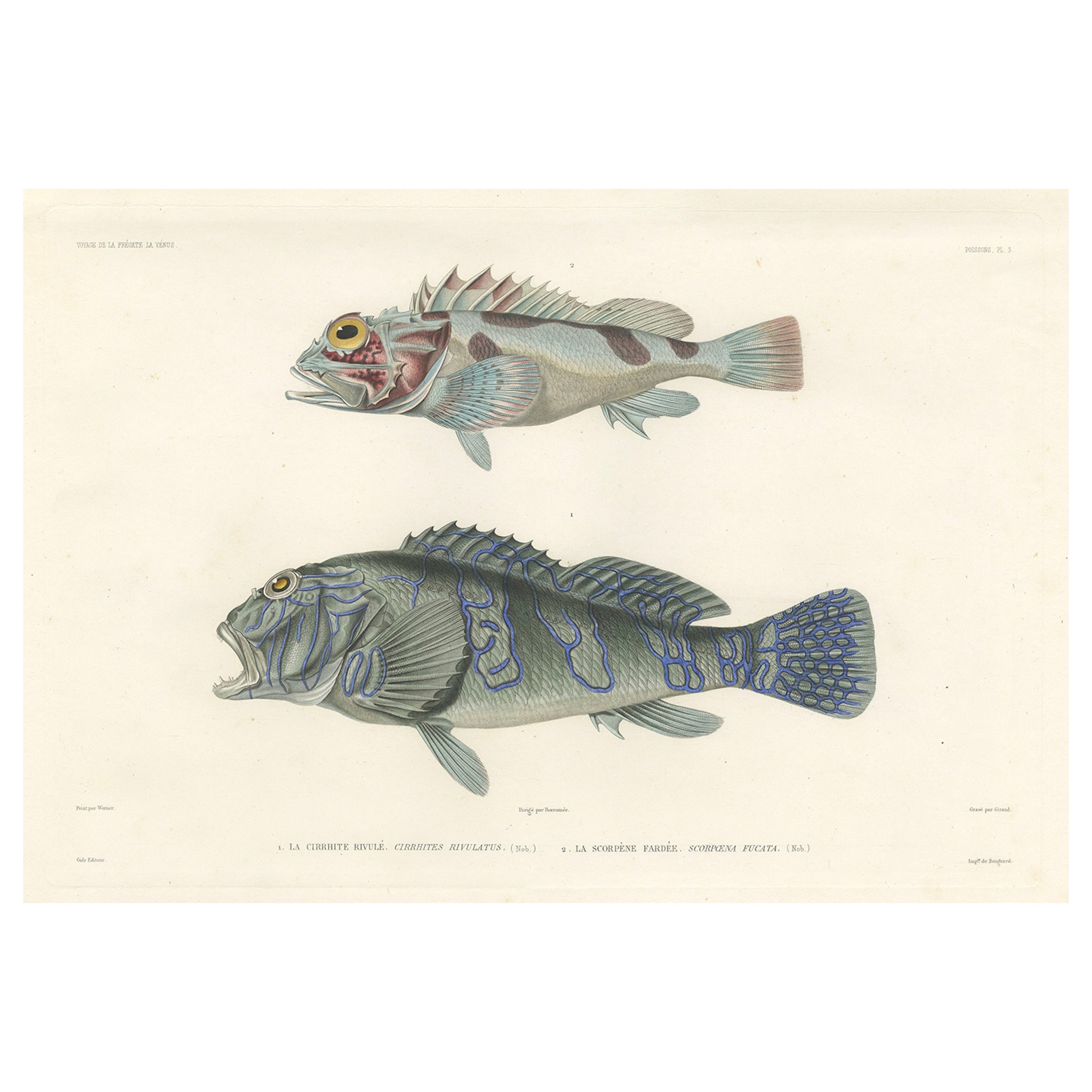 Museum-Quality Illustration of Rare Pacific Fish, Hand-Colored 1846