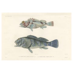 Museum-Quality Illustration of Rare Pacific Fish, Hand-Colored 1846