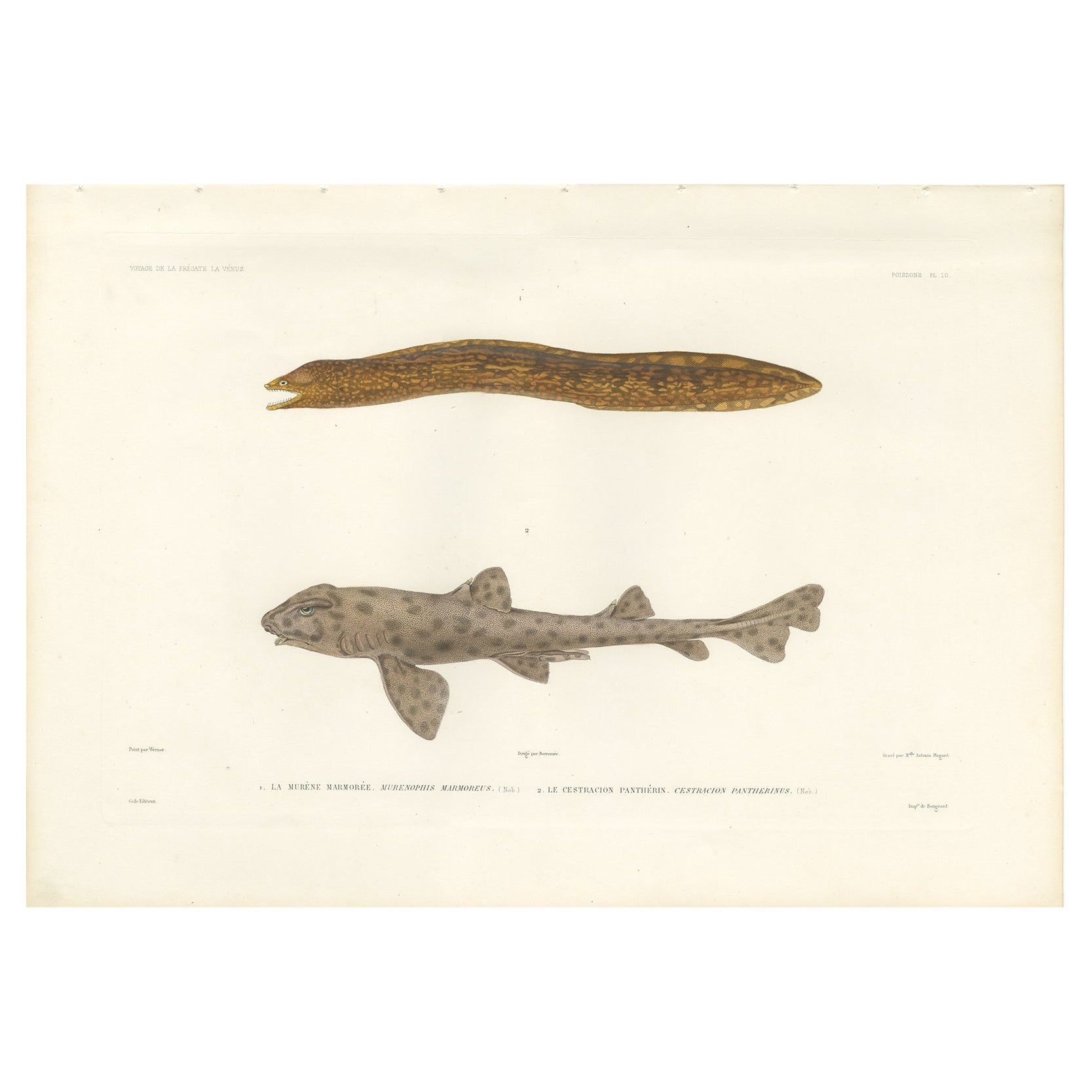 Vintage Sea Life Print – Moray Eel and Panther Shark from French Voyage