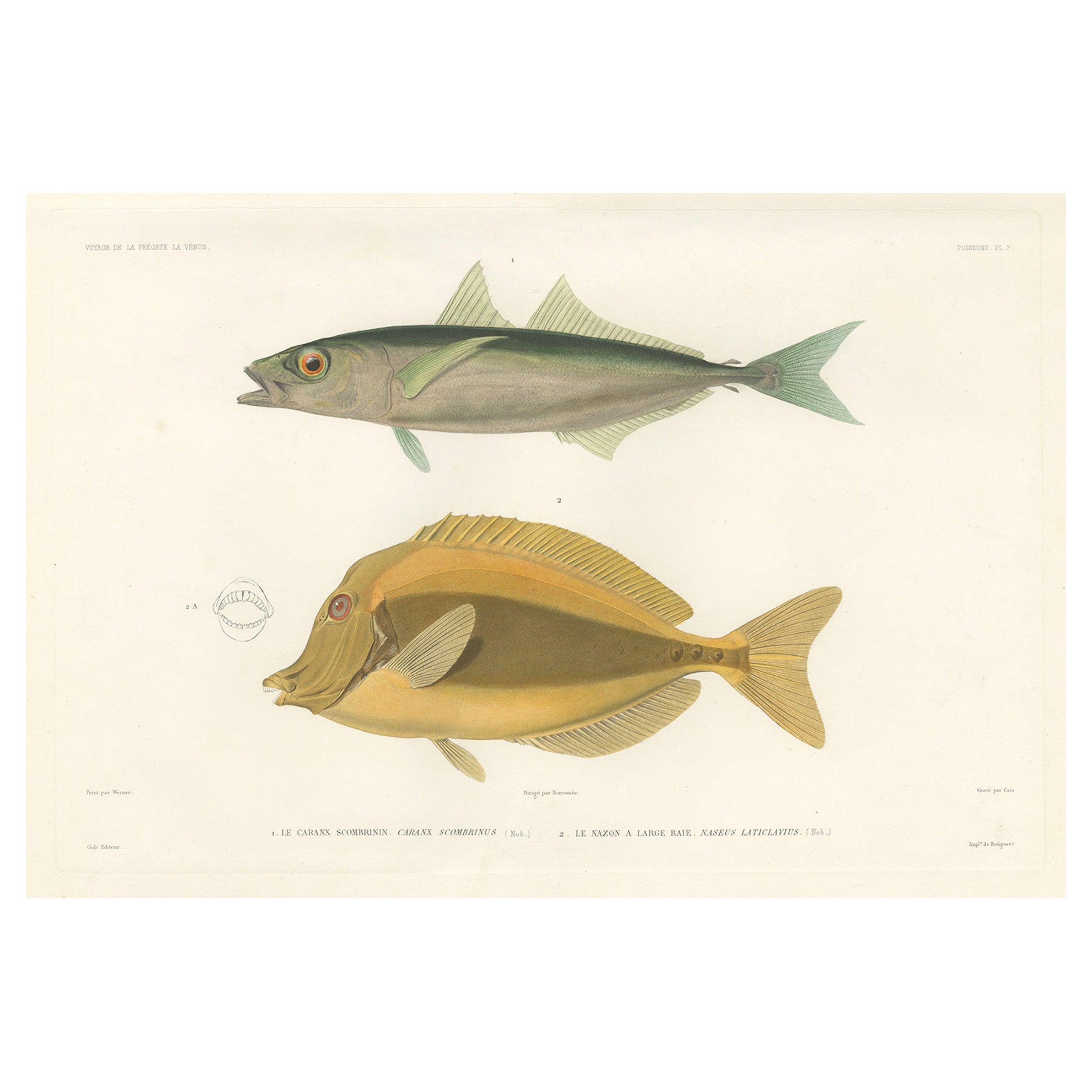 Mackerel Jack and Surgeonfish – Decorative Antique Sea Life Lithograph, 1846 For Sale