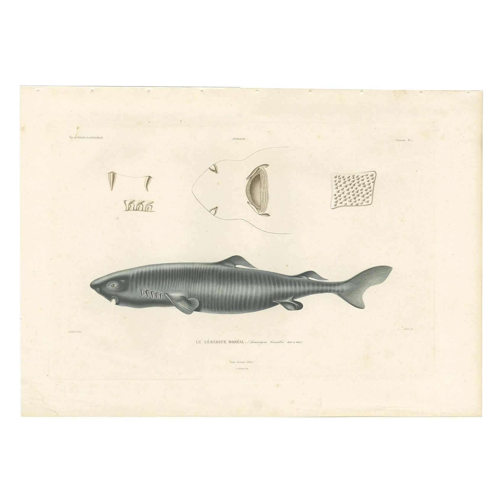 Antique Print of Greenland Shark with Anatomical Details – Paris, 1845 For Sale