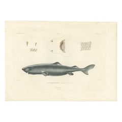 Antique Print of Greenland Shark with Anatomical Details – Paris, 1845