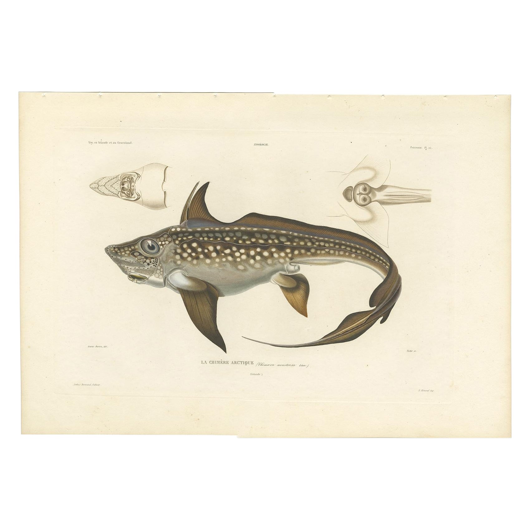 Antique Print of Arctic Chimaera Fish – Rare French Scientific Illustration 1845