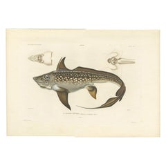 Antique Print of Arctic Chimaera Fish – Rare French Scientific Illustration 1845