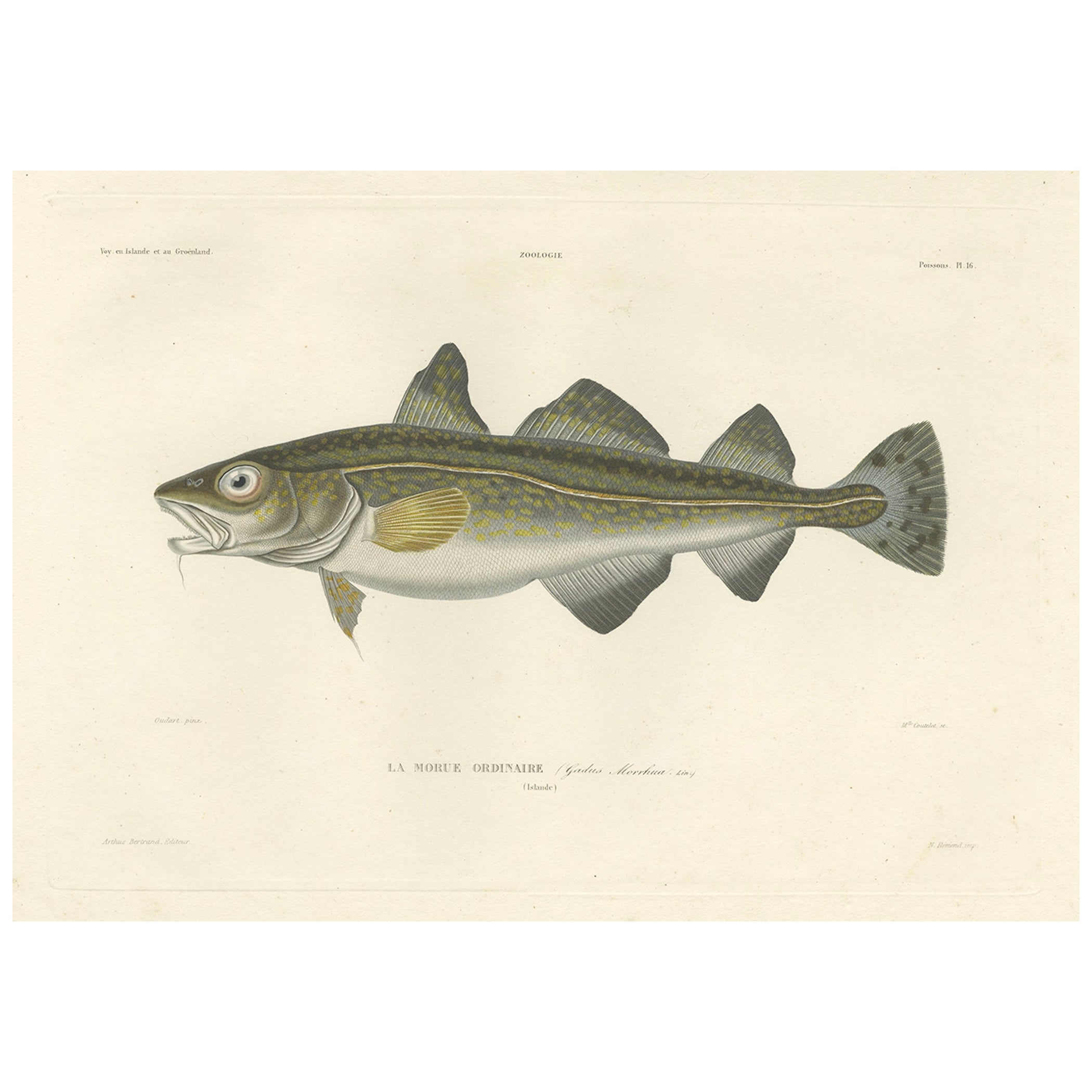 Codfish Study – Antique Hand-Colored Plate from French Exploration, 1845