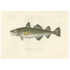 Estudio del bacalao - Placa antigua coloreada a mano de la exploración francesa, 1845