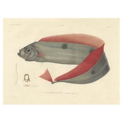 Antique Ribbonfish Print – Hand-Colored Lithograph of Trachypterus Bogmarus 1845