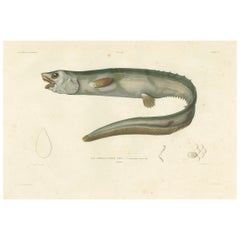 Antique Print of the Deep-Sea Spiny Eel (Notacanthus nasus) – Paris, 1845