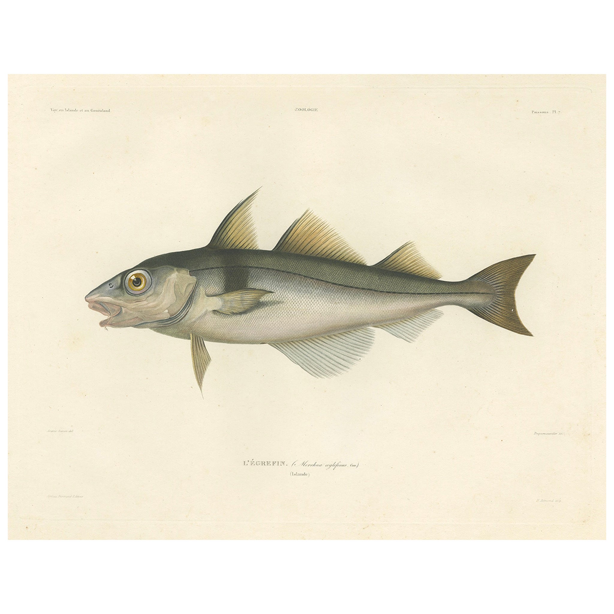 Antique Print of Haddock (Melanogrammus aeglefinus) – French Arctic Voyage, 1845