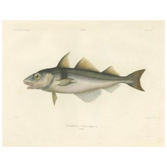 Antique Print of Haddock (Melanogrammus aeglefinus) – French Arctic Voyage, 1845
