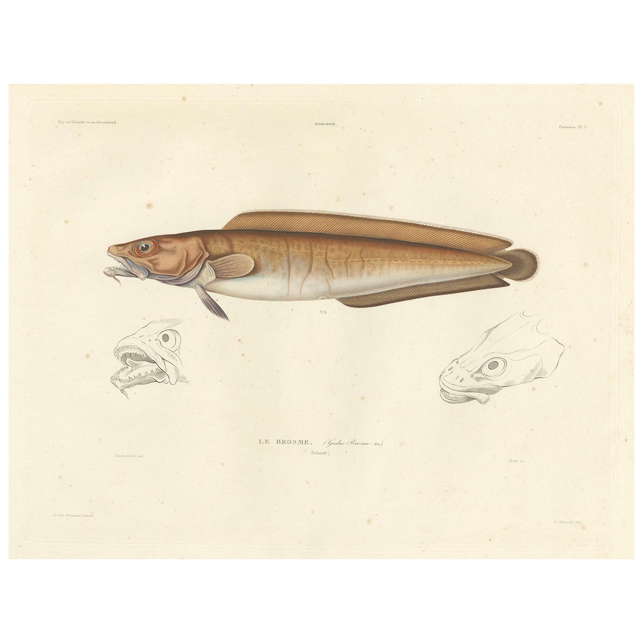Antique Print of Cusk (Brosme brosme) with Anatomical Studies – Paris, 1845