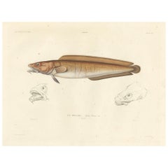 Antique Print of Cusk (Brosme brosme) with Anatomical Studies – Paris, 1845