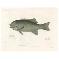 Grabado antiguo del Pez de Arrecife de Fréminville - Litografía francesa coloreada a mano, 1846