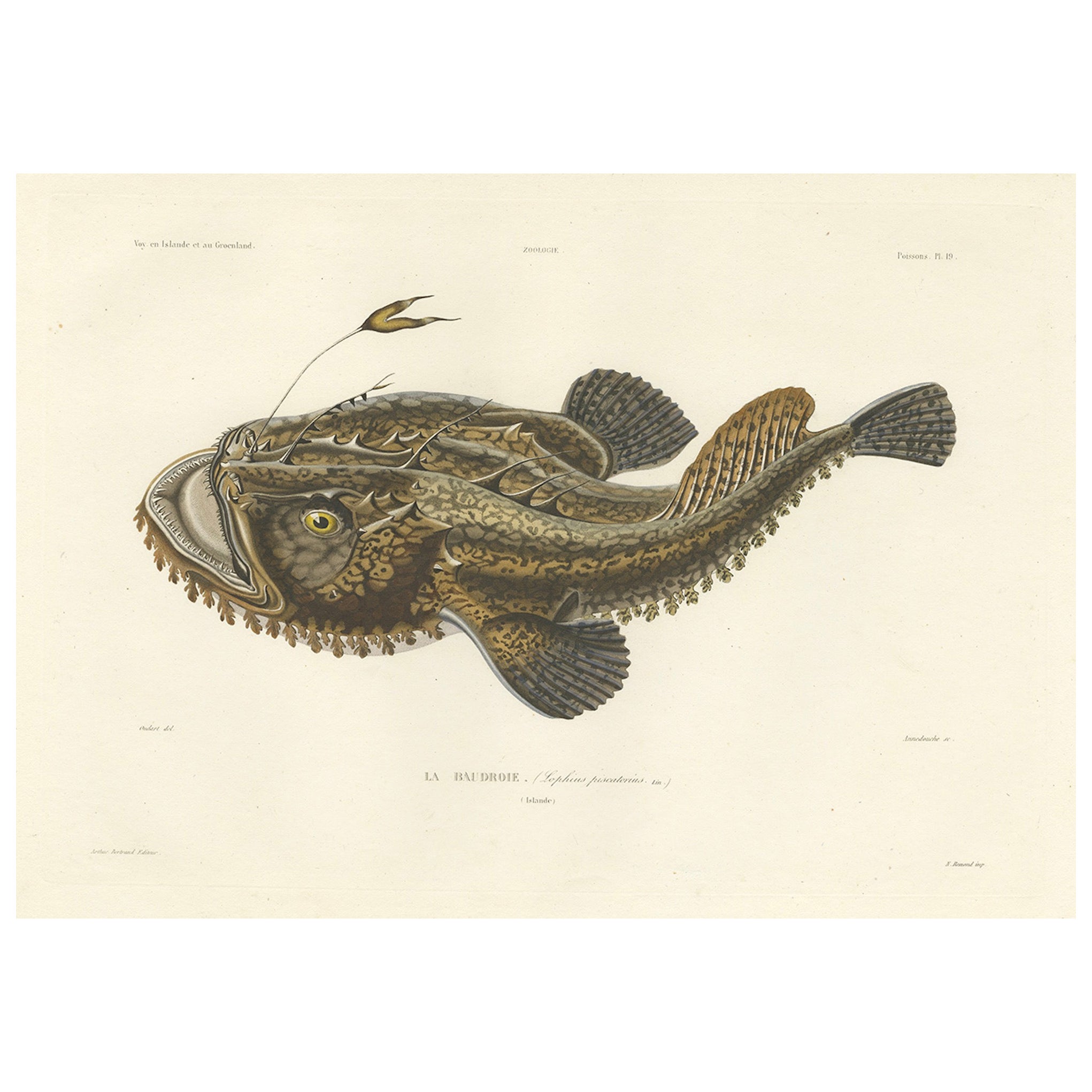 Antique Print of the Anglerfish or Monkfish – Hand-Colored Lithograph, 1845