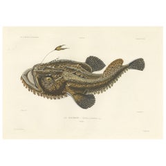 Antique Print of the Anglerfish or Monkfish – Hand-Colored Lithograph, 1845