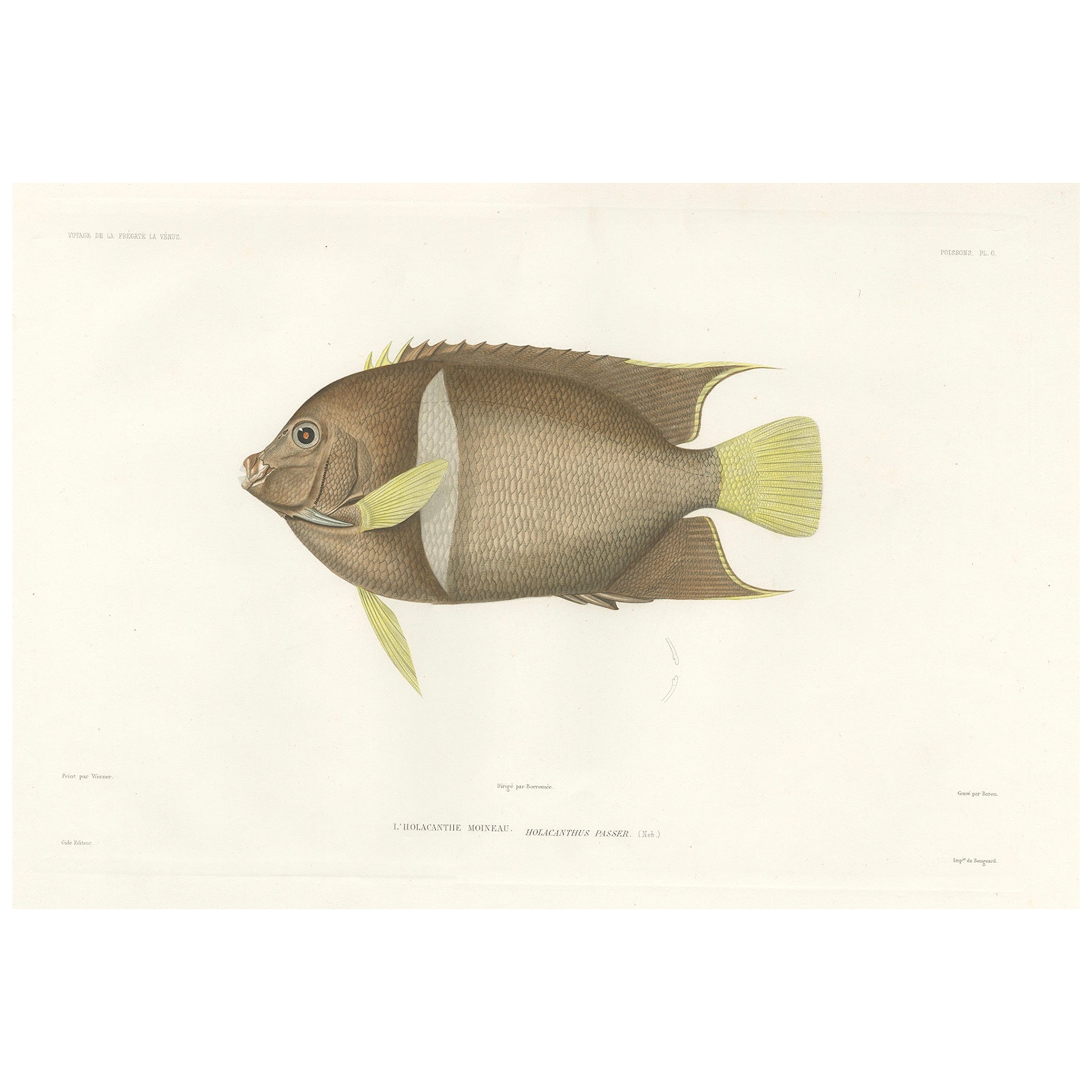 Antique Print of the King Angelfish – Hand-Colored French Lithograph, 1845