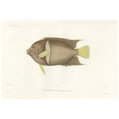 Antique Print of the King Angelfish – Hand-Colored French Lithograph, 1845