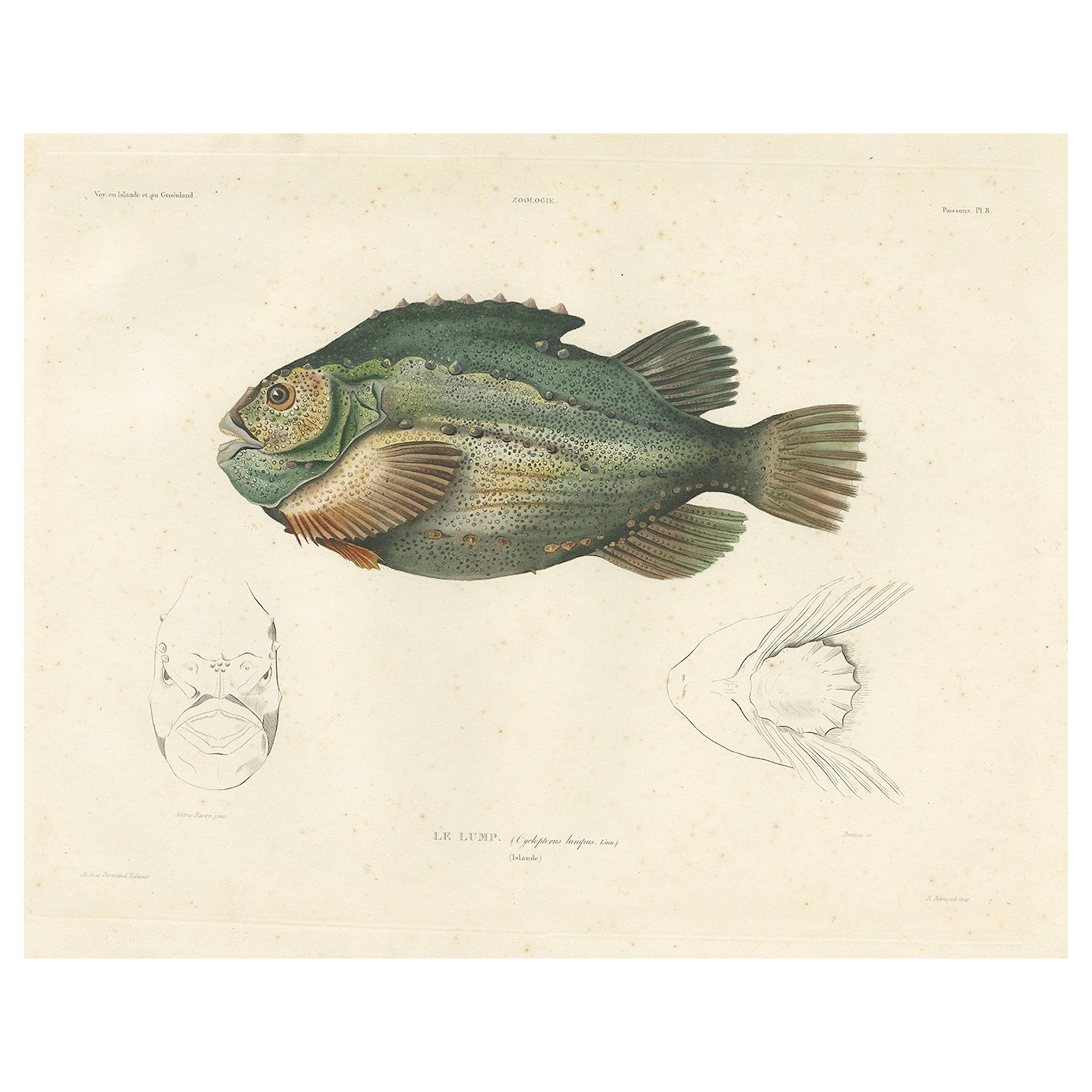 Französische Fischillustration - Lumpsucker oder Lumpfis - Handkolorierte Litho, 1845