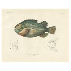 Französische Fischillustration - Lumpsucker oder Lumpfis - Handkolorierte Litho, 1845