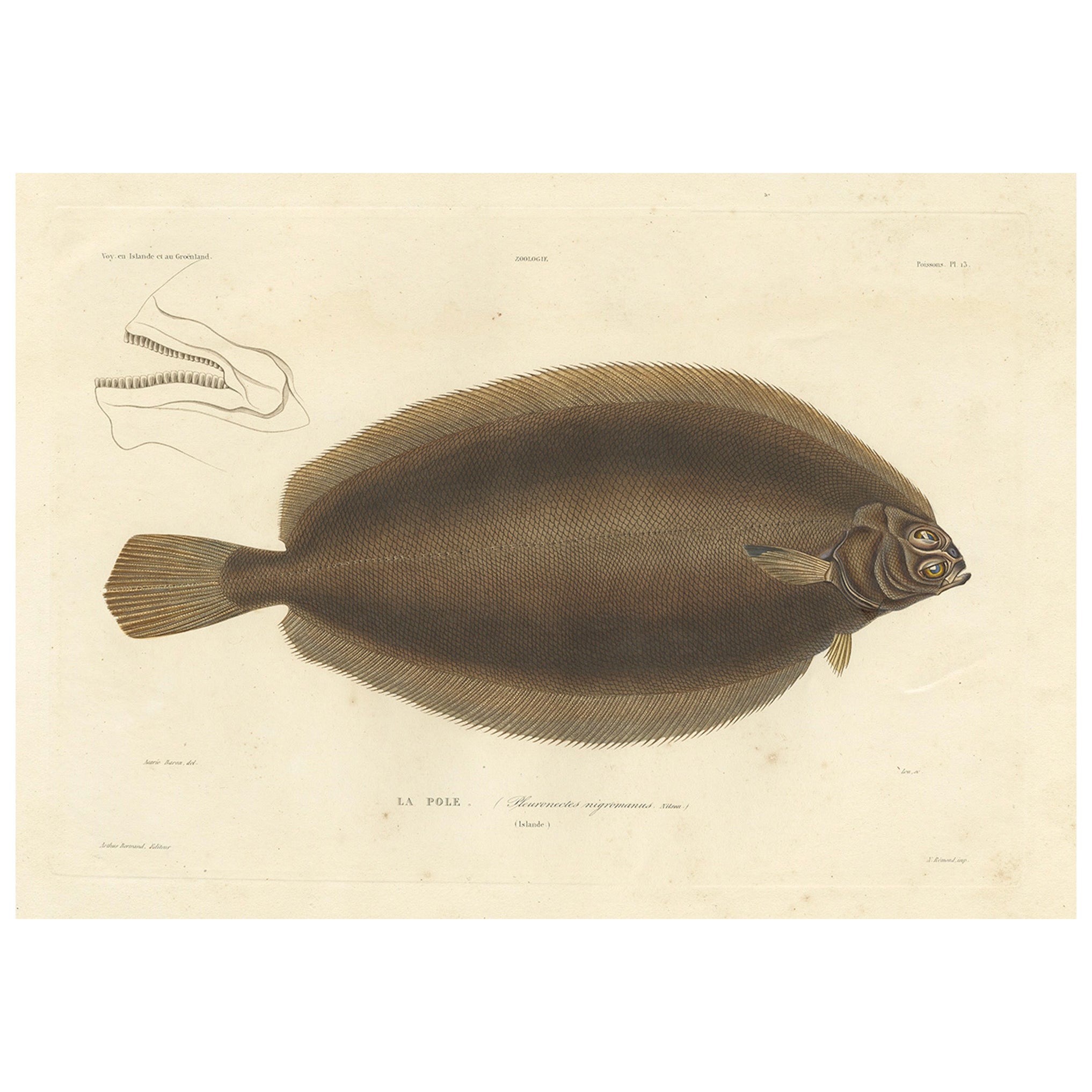 Antique Print of the Icelandic Flounder – Hand-Colored Lithograph, 1845