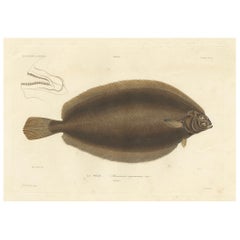 Antique Print of the Icelandic Flounder – Hand-Colored Lithograph, 1845