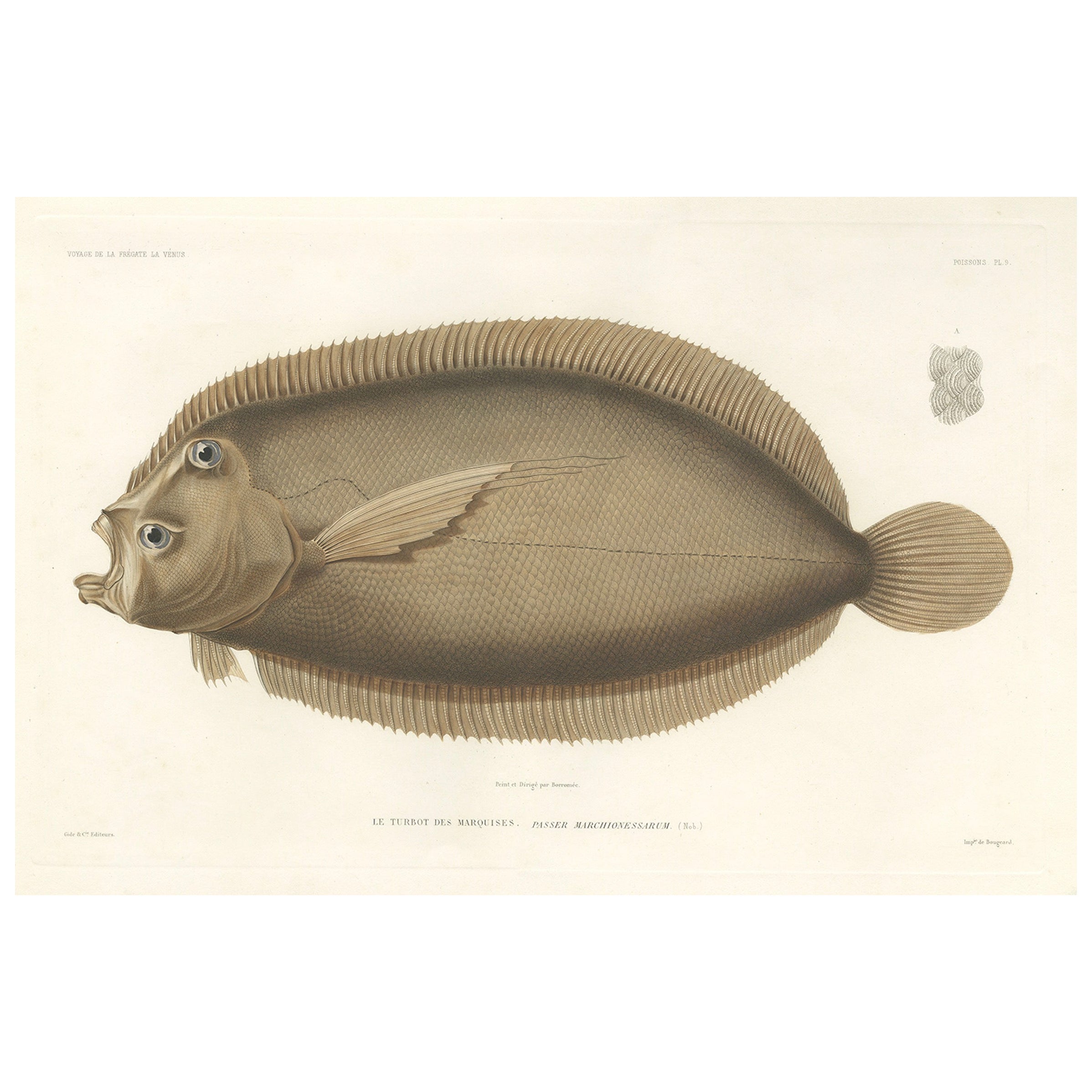 Antique Print of the Marquises Turbot – Hand-Colored Lithograph, 1845
