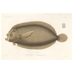 Antique Print of the Marquises Turbot – Hand-Colored Lithograph, 1845