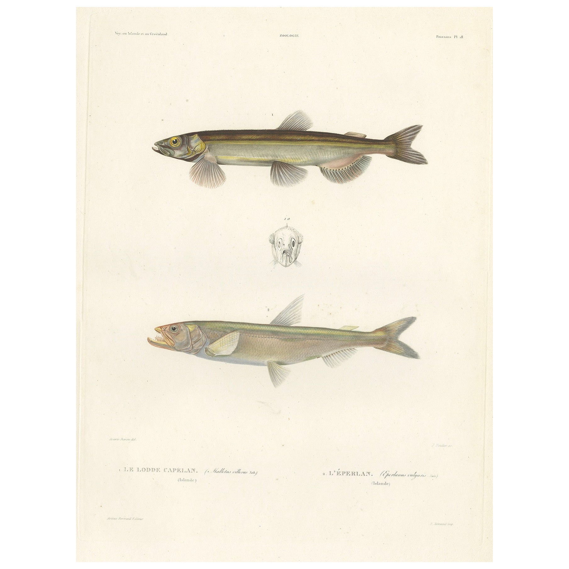 Antique Print of Capelin and the European Smelt – Hand-Colored Lithgraph, 1845 For Sale