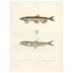 Gravure ancienne du capelan et de l'éperlan européen - Lithographie coloriée à la main, 1845
