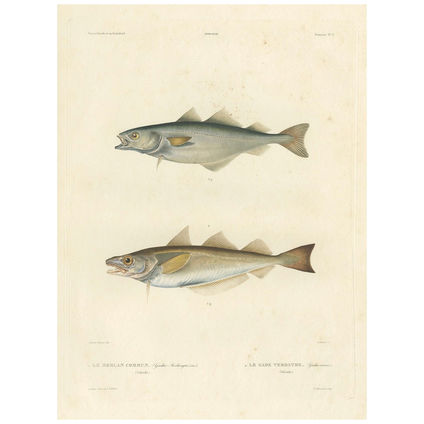 Original-Fischdruck Der Whiting & Green Cod oder Der Seelachs, handkoloriert - 1845
