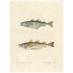 Original-Fischdruck Der Whiting & Green Cod oder Der Seelachs, handkoloriert - 1845