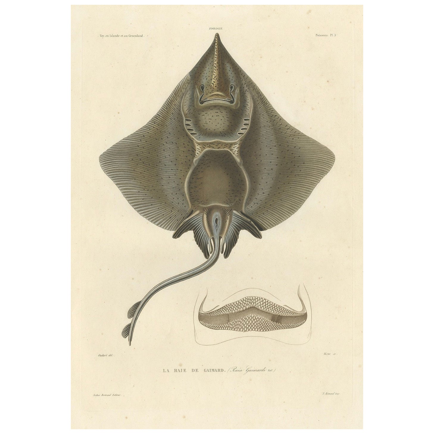 Antiker Druck von Arctic Skate oder Gaimard's Ray - Handkolorierte Lithographie, 1854