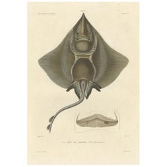 Antique Print of Arctic Skate or Gaimard’s Ray – Hand-Colored Lithograph, 1854