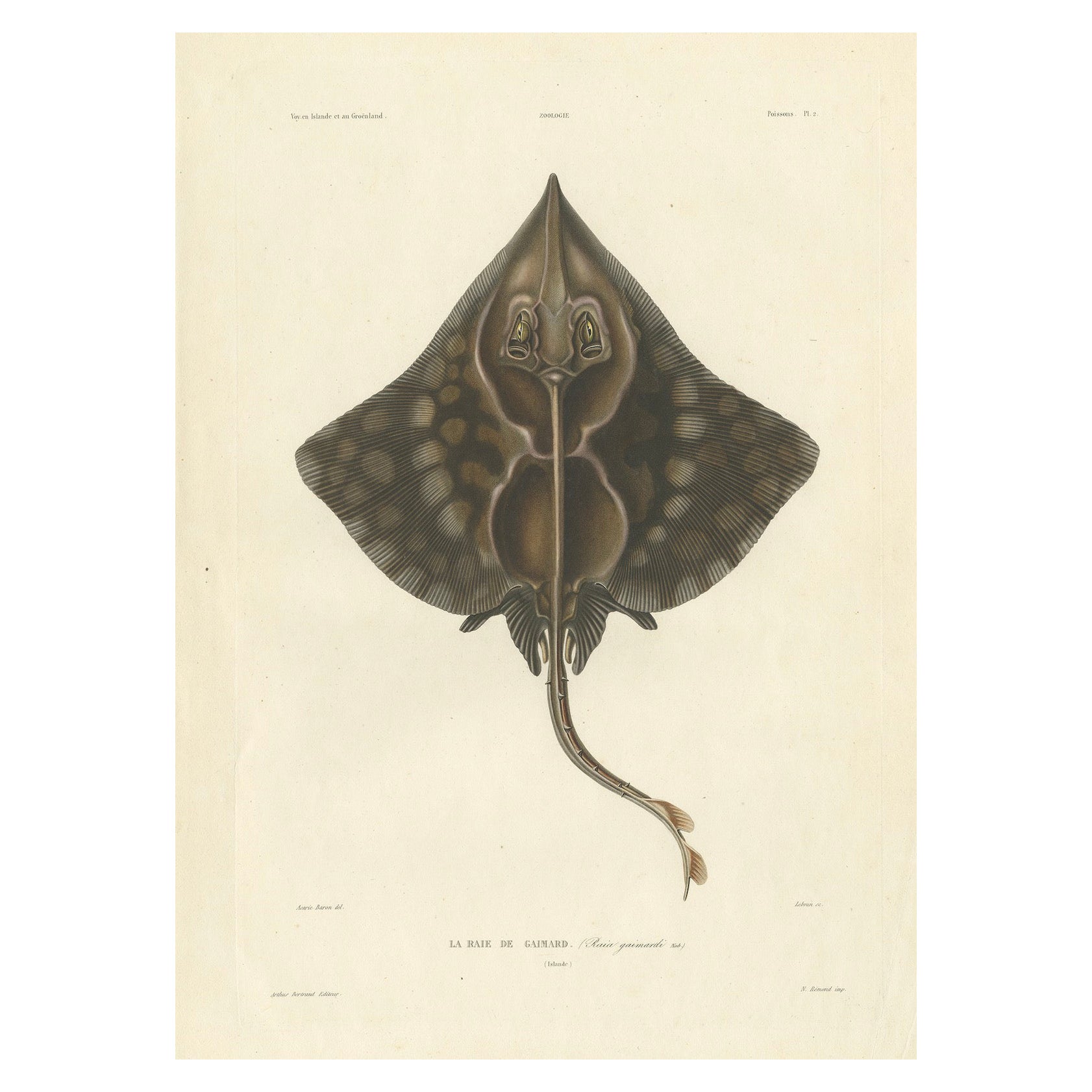 Antique Print of Gaimard’s Skate – Raia gaimardi – Hand-Colored Lithograph, 1845