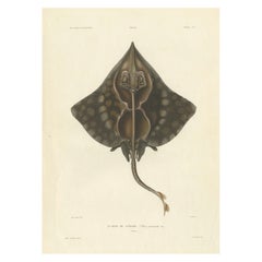 Antique Print of Gaimard’s Skate – Raia gaimardi – Hand-Colored Lithograph, 1845