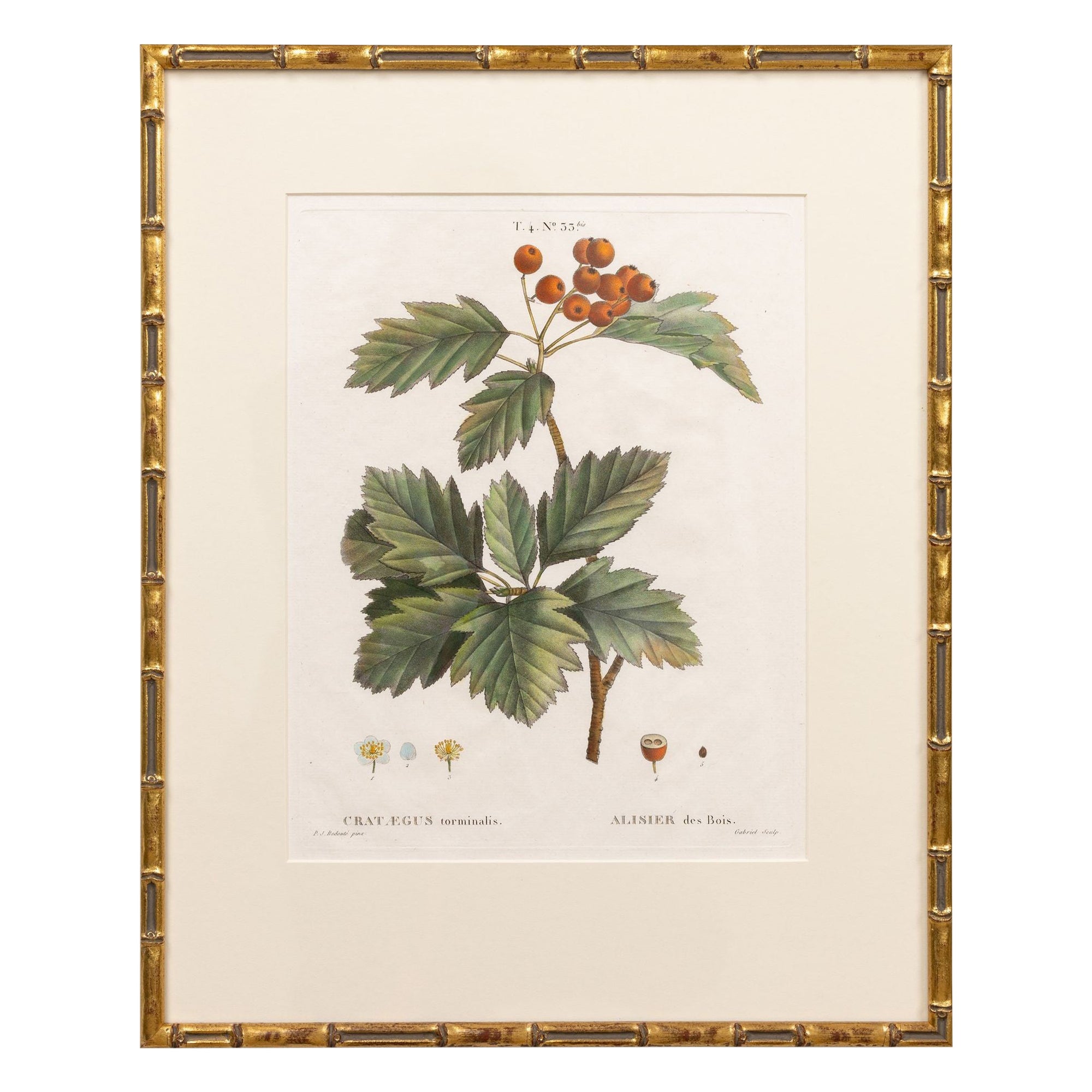 19th c. French Framed Copper Plate Botanical Engraving on Laid Paper