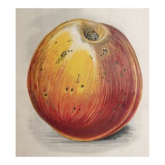 Original Antique Print of an Apple, circa 1860